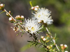 Kunzea