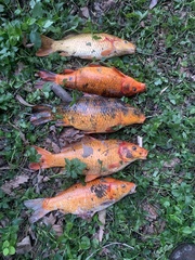 Cyprinus rubrofuscus