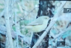 Acanthiza reguloides