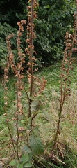 Digitalis purpurea