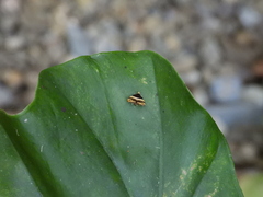 Choreutis basalis