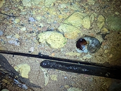 Pomacea canaliculata