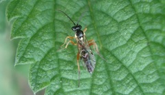 Syrphoctonus tarsatorius