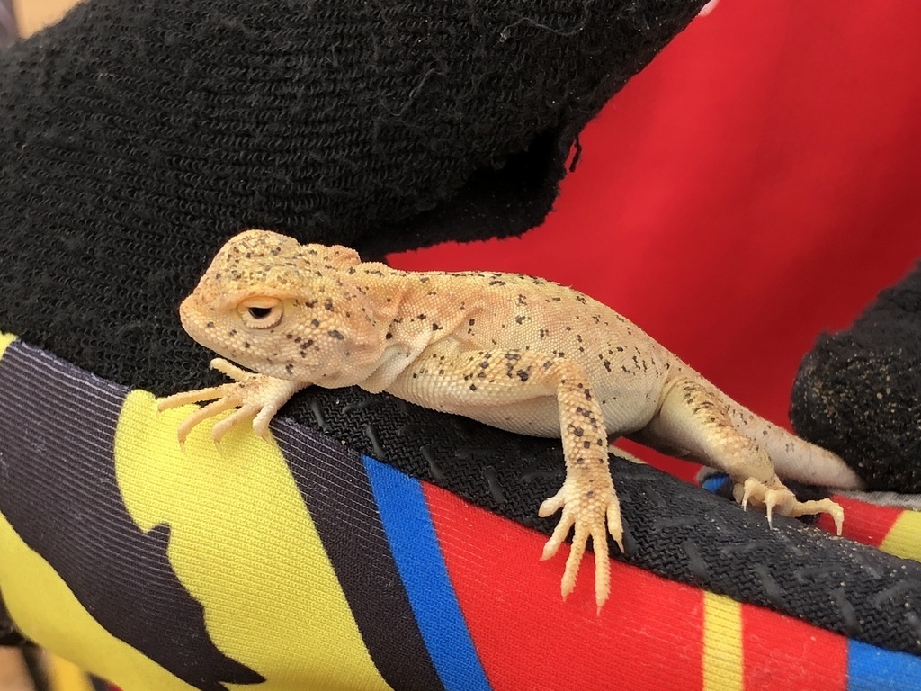Przewalski's Toadhead Agama