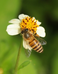 Apis cerana