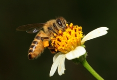 Apis cerana