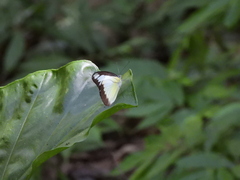Appias lyncida eleonora