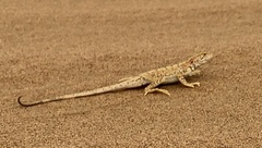 Phrynocephalus przewalskii