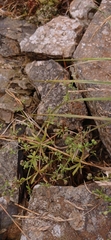 Galium aparine
