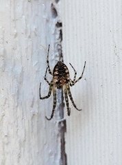 Metellina segmentata