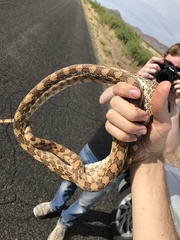 Pituophis catenifer affinis