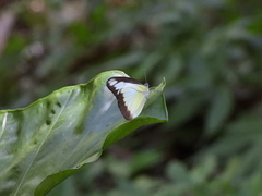Appias lyncida eleonora
