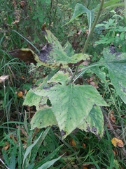 Parasenecio hastatus