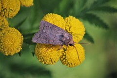 Parastichtis suspecta