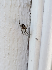 Metellina segmentata