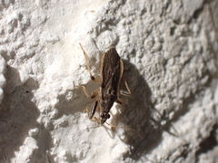 Himacerus major
