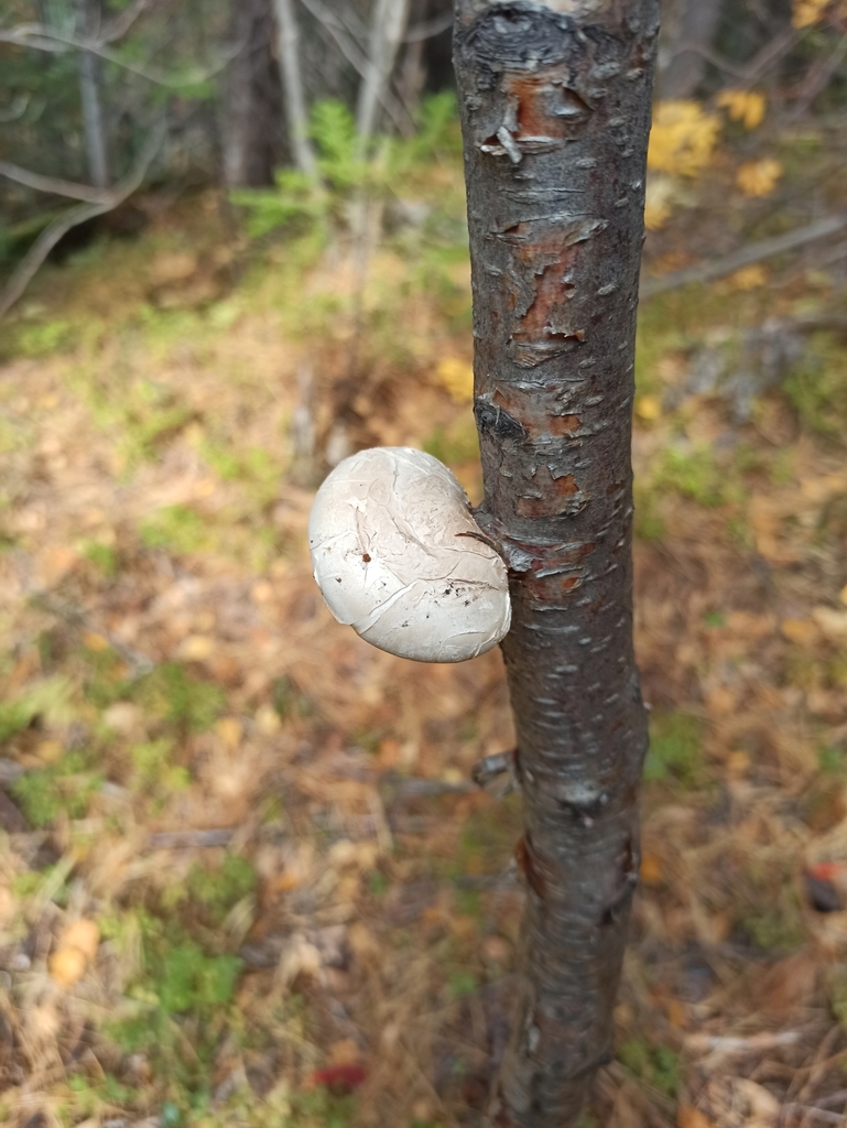 Fomitopsis betulina · September 2022 · photo: © nk2305 (iNaturalist, cc-by-nc)