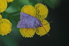 Parastichtis suspecta