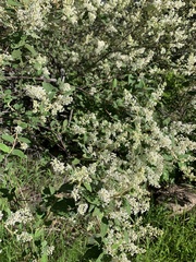 Ceanothus caeruleus