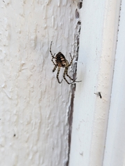 Metellina segmentata