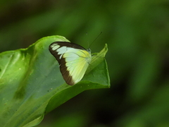 Appias lyncida eleonora