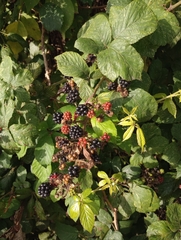 Rubus