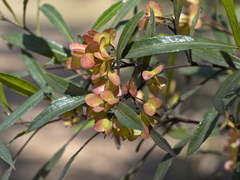 Dodonaea viscosa