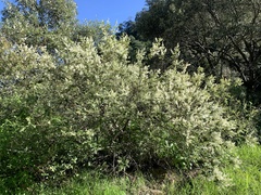 Ceanothus caeruleus