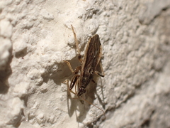 Himacerus major