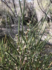 Hakea rostrata
