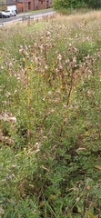 Cirsium arvense