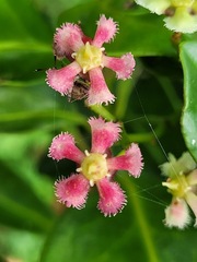 Euonymus cochinchinensis