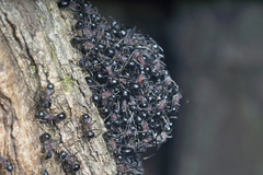 Polyrhachis lamellidens