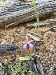 Caladenia hirta