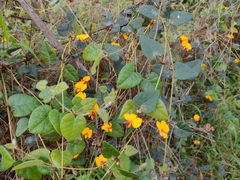 Platylobium infecundum