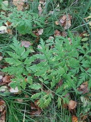 Pleurospermum uralense