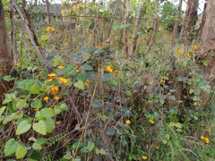 Platylobium infecundum