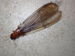 Zootermopsis
