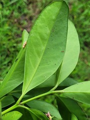 Euonymus cochinchinensis