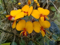 Platylobium infecundum