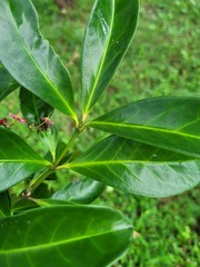 Euonymus cochinchinensis