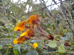 Platylobium infecundum