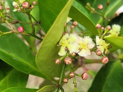 Euonymus cochinchinensis