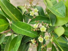 Euonymus cochinchinensis