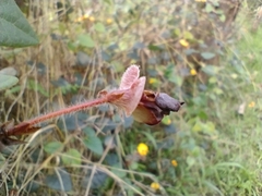 Platylobium infecundum