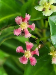 Euonymus cochinchinensis