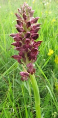 Anacamptis coriophora