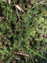 Polytrichum juniperinum