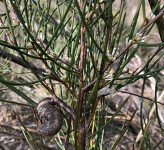 Hakea rostrata