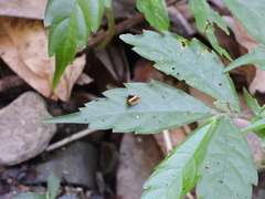 Choreutis xanthogramma